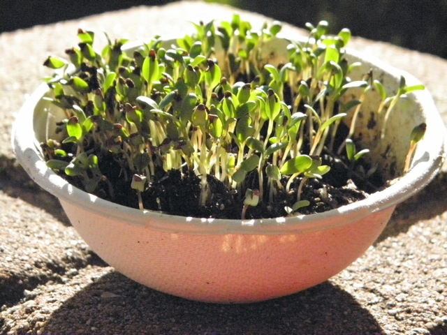 http://curezone.com/upload/Blogs/Your_Enchanted_Gardener/Alfalfa_growing_in_BioSmart_Container.jpg