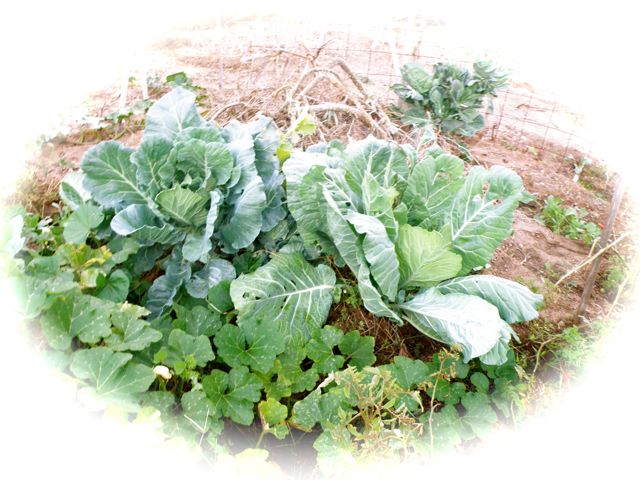 http://curezone.com/upload/Blogs/Your_Enchanted_Gardener/Cabbage_patch.jpg