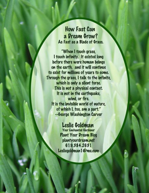 http://curezone.com/upload/Blogs/Your_Enchanted_Gardener/Grass_quote_Washington_Carver_Leslie_Goldman_YourEG3.jpg