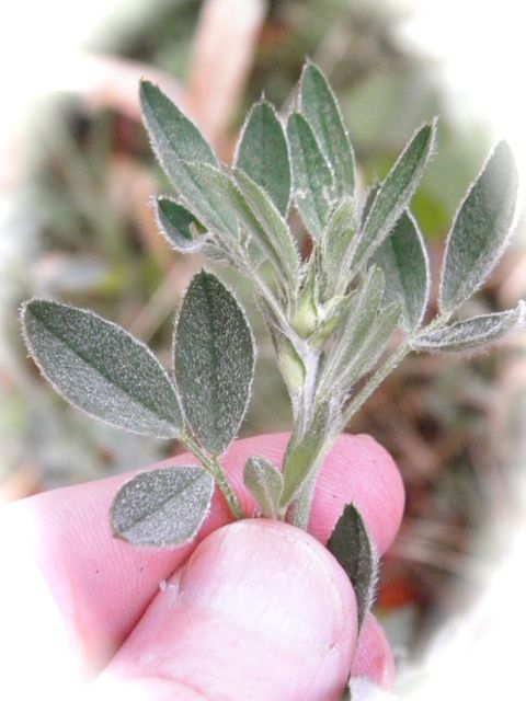 http://curezone.com/upload/Blogs/Your_Enchanted_Gardener/Growing_Organic_Alfalfa_epitomizes_Organic_Uprising_2012.jpg