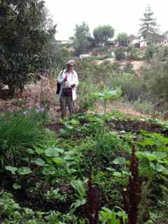 http://curezone.com/upload/Blogs/Your_Enchanted_Gardener/Hospitals_of_the_Future_Our_Enchanted_Garden_July_3.jpg