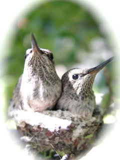 http://curezone.com/upload/Blogs/Your_Enchanted_Gardener/Hummingbird101small_2.jpg