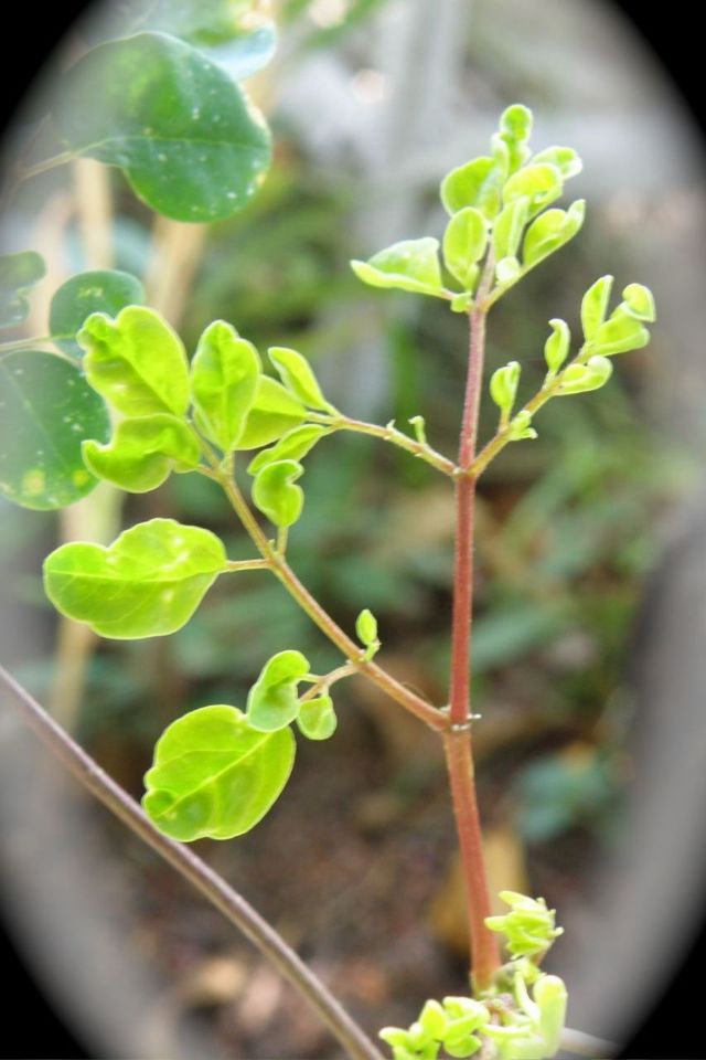 http://curezone.com/upload/Blogs/Your_Enchanted_Gardener/Maringa_Tree_New_Growth.jpg