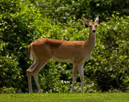 http://curezone.com/upload/Blogs/Zoebess/deer_spotlight.jpg