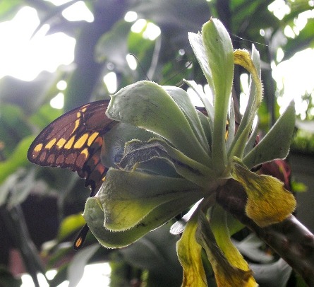 http://curezone.com/upload/Members/Curezone_closeup_butterfly_3.jpg