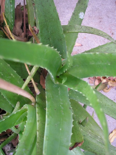 http://curezone.com/upload/Members/LioraLeah/Copy_of_Aloe_Vera.jpg