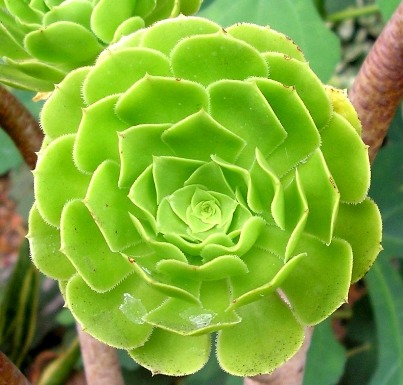 http://curezone.com/upload/Members/LioraLeah/Copy_of_Succulent.jpg