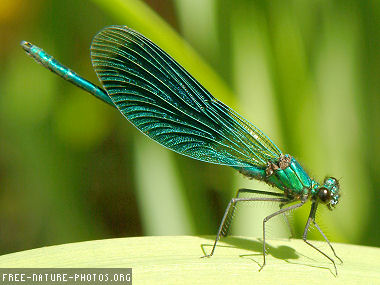 http://curezone.com/upload/Members/LioraLeah/Dragonfly_photo.jpg