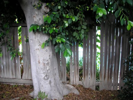 http://curezone.com/upload/Members/LioraLeah/Fence_with_Ficus.jpg