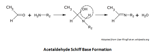 http://curezone.com/upload/_C_Forums/Candida/acetaldehyde_/acetaldehyde_schiff_base_formation.png