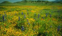 http://curezone.com/upload/members/new01/CA_CarrizoPlain.jpg