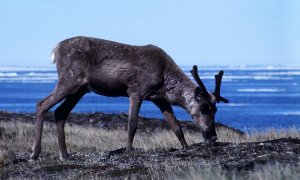 http://curezone.com/upload/members/new01/Porcupine.Arctic.Caribou.Herd.jpg