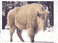 http://curezone.com/upload/members/new01/White_Buffalo1.gif