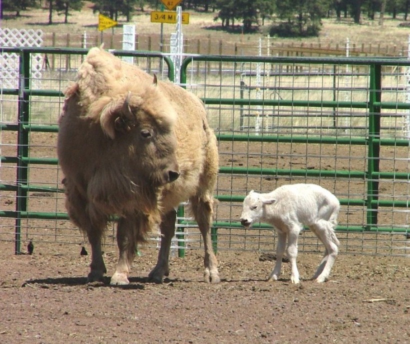 http://curezone.com/upload/members/new01/White_Buffalo_Calf1.jpg