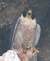 http://curezone.com/upload/members/new01/_Peregrine_Falcon.jpg