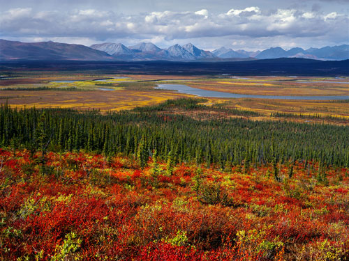 http://curezone.com/upload/members/new01/autumn.Arctic.Refuge.jpg