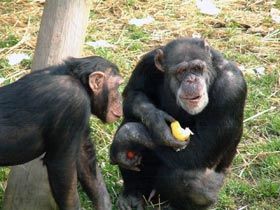 http://curezone.com/upload/members/new01/chimp_talk.jpg