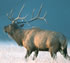 http://curezone.com/upload/members/new01/elk.small.jpg