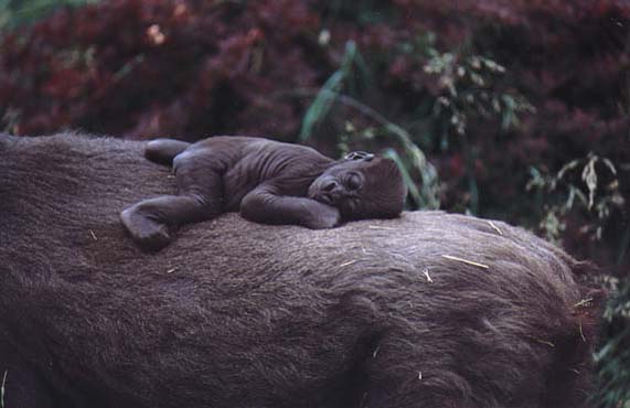 http://curezone.com/upload/members/new01/newborngorilla.jpg