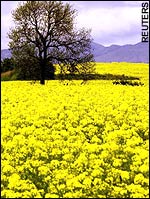 http://curezone.com/upload/members/new01/oilseedrape.canola.jpg