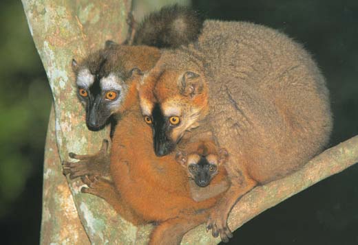 http://curezone.com/upload/members/new01/redfrontedlemur.jpg