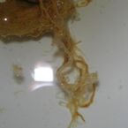 parasite question 01 ... (Click to enlarge)