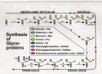 glycoprotein synthesis ... (Click to enlarge)